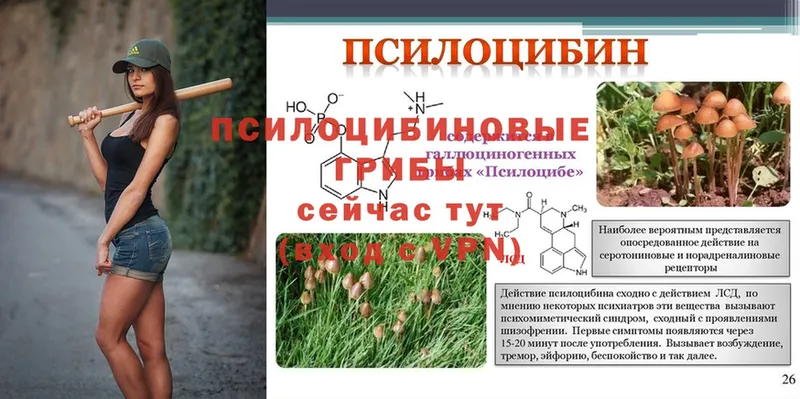 Псилоцибиновые грибы GOLDEN TEACHER  omg как войти  Тырныауз  как найти  